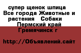 супер щенок шпица - Все города Животные и растения » Собаки   . Пермский край,Гремячинск г.